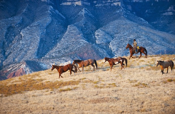 Cowboy herding wild horses.