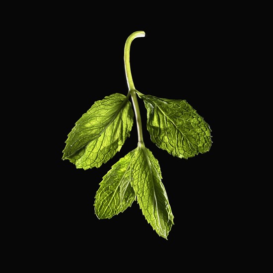 Mint leaves