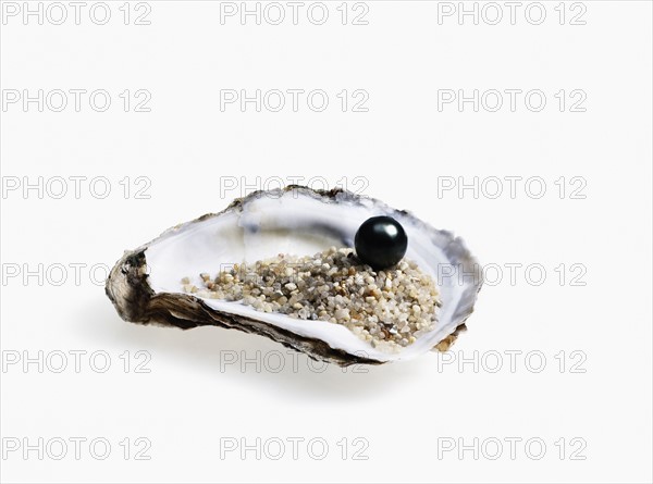 Oyster and black pearl