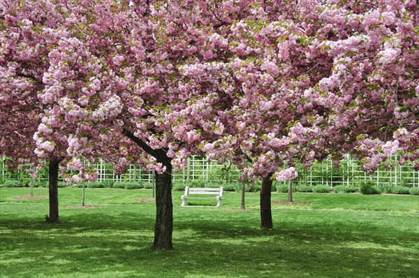 Cherry Blossoms