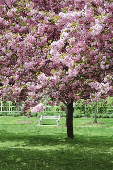 Cherry Blossoms