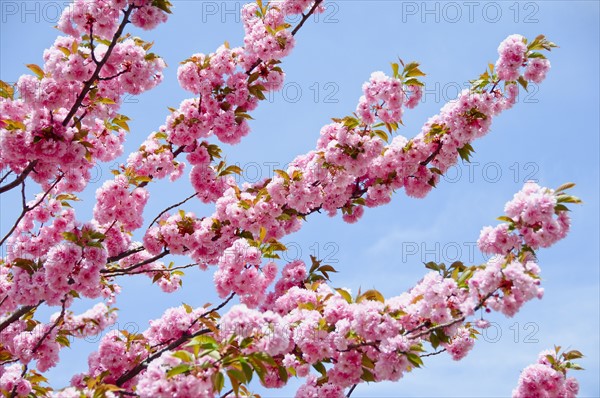 Cherry Blossoms