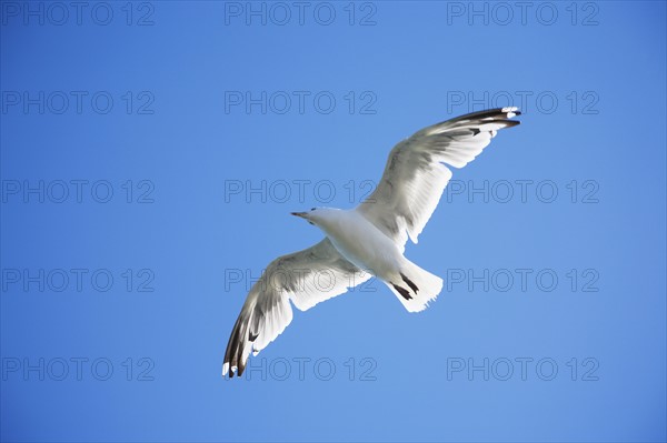 Seagull soaring
