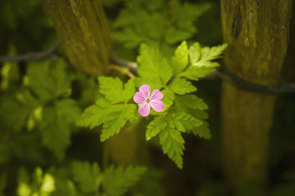 Close-up of pink flower