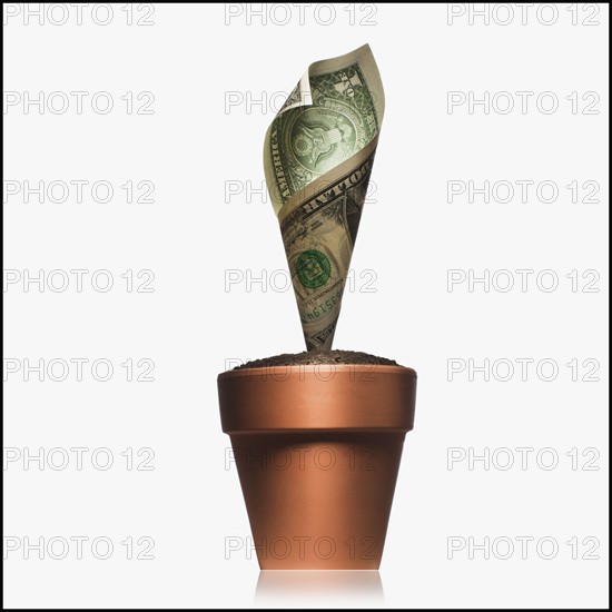 Money plant