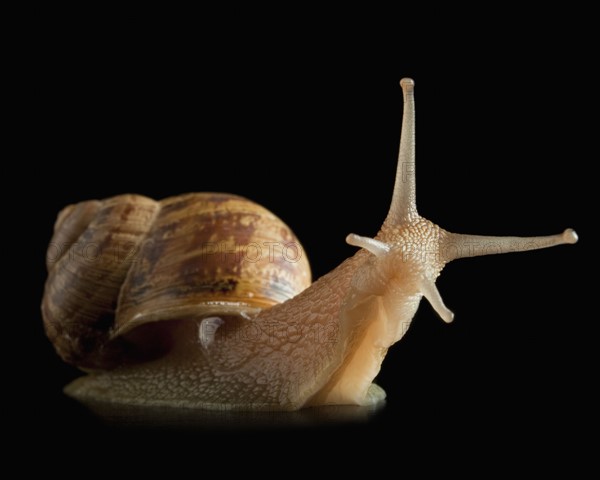 Snail and reflection