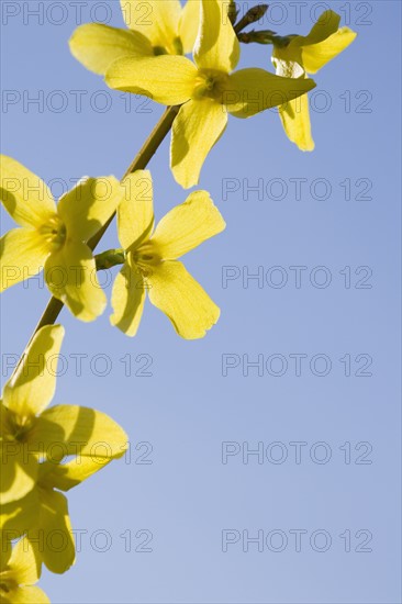 Yellow flowers