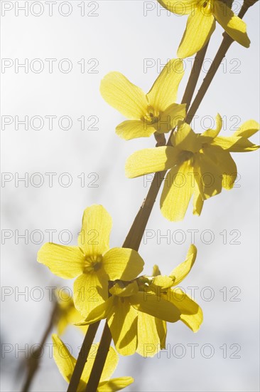 Yellow flowers