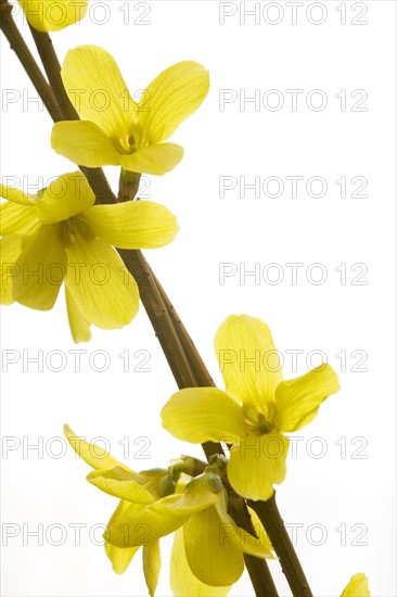 Yellow flowers