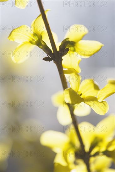 Yellow flowers