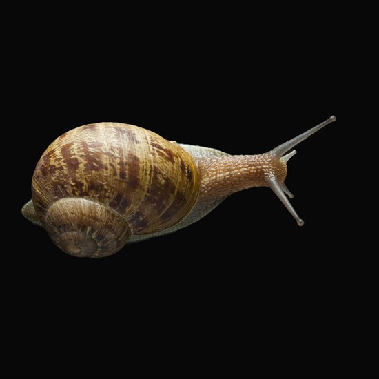 Snail with head out of shell