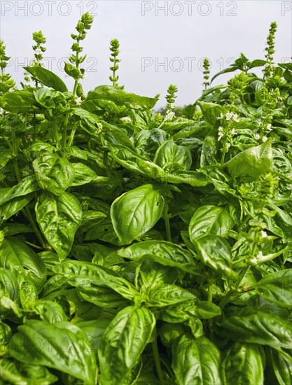 Basil