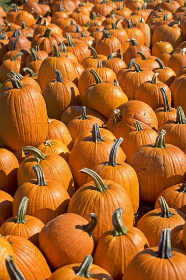 Pumpkins