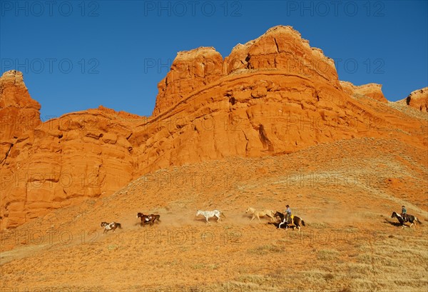 Cowboys herding wild horses.