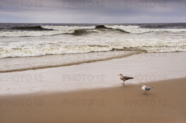 Seagulls on the beach.