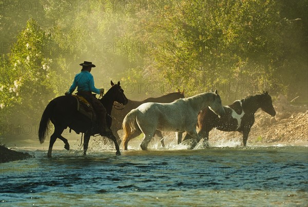 Horseback rider herding horses.