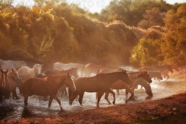 Wild horses.