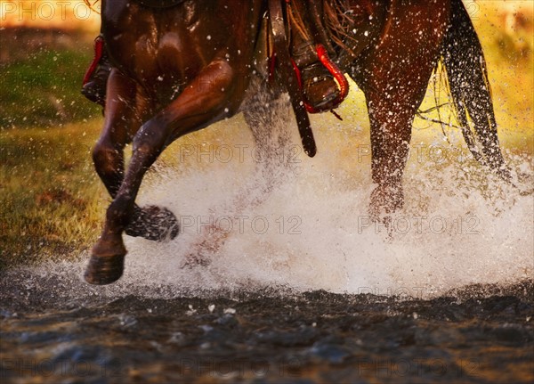 Horse running in water.