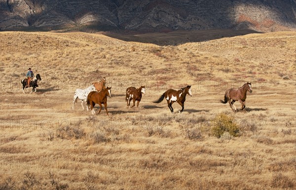 Cowboy herding wild horses.