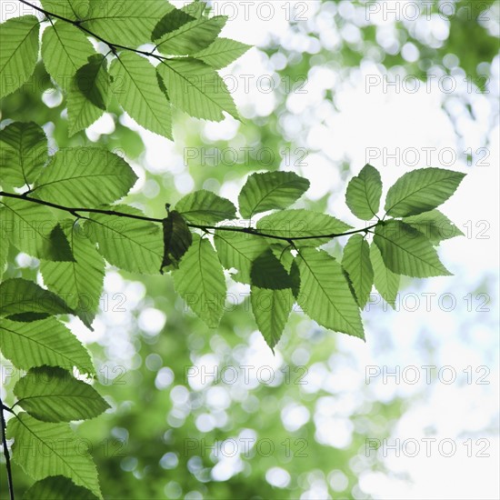 Leaves in sunlight