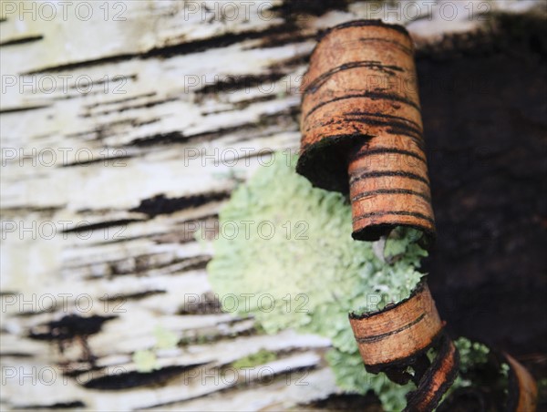 Bark peeling on tree trunk