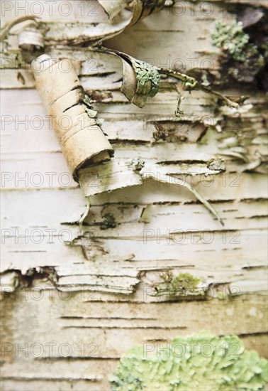 Bark peeling on tree trunk