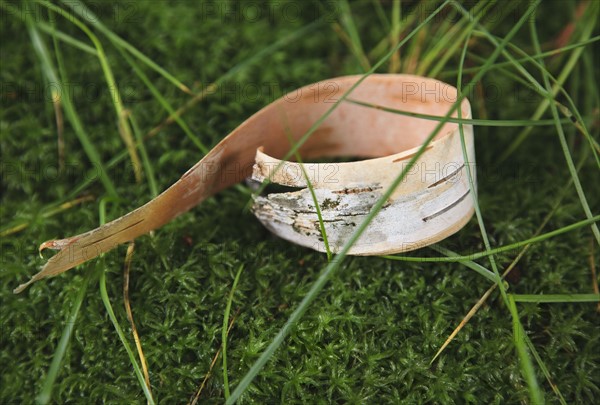 Bark peel on moss