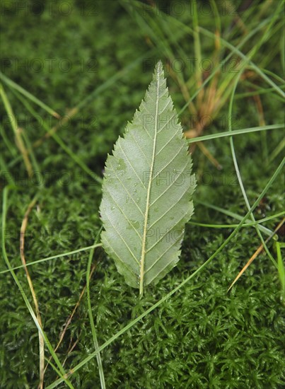 Leaf on moss