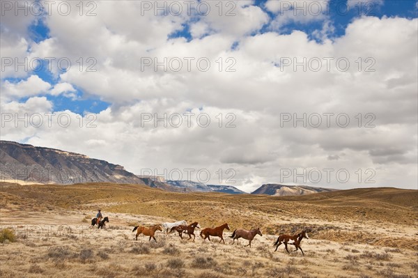 Cowboy herding horses.