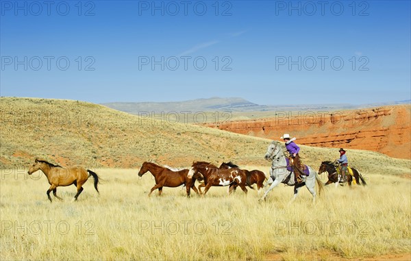 Cowboys herding horses.