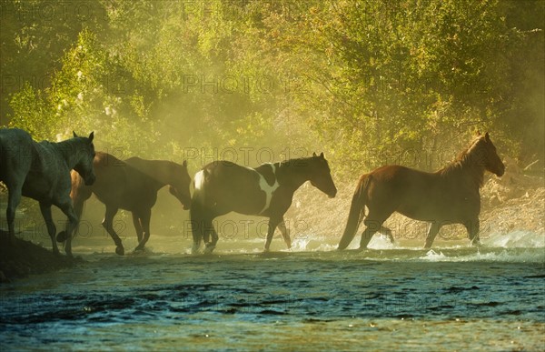 Wild horses.