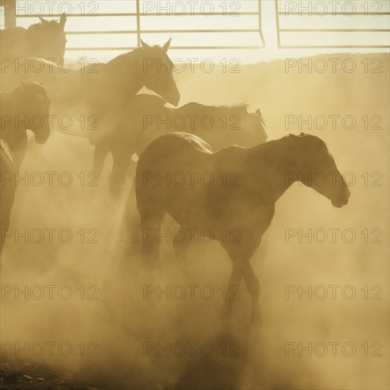 Horses in corral.