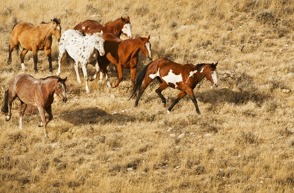 Wild horses.