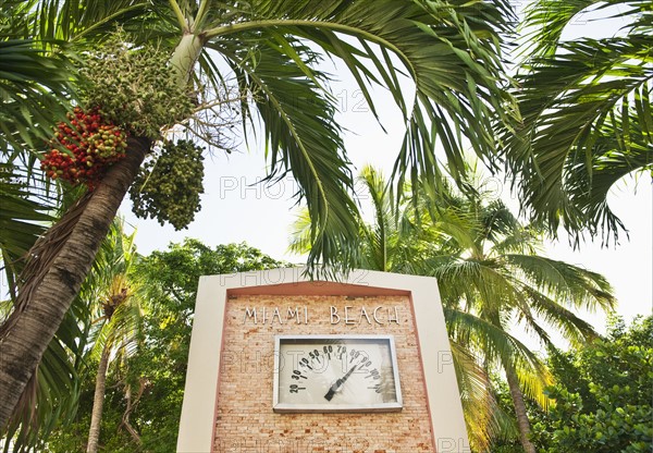 Palm trees and thermometer.