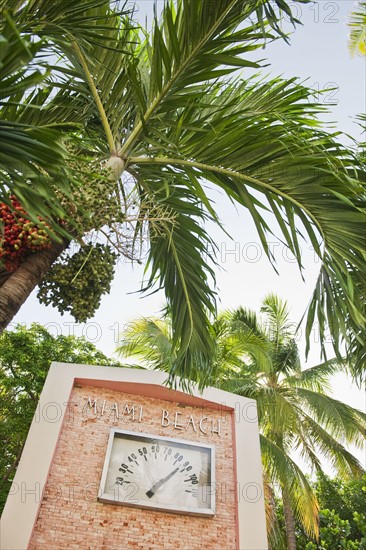 Palm trees and thermometer.