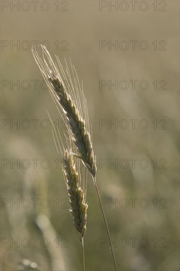 Grain