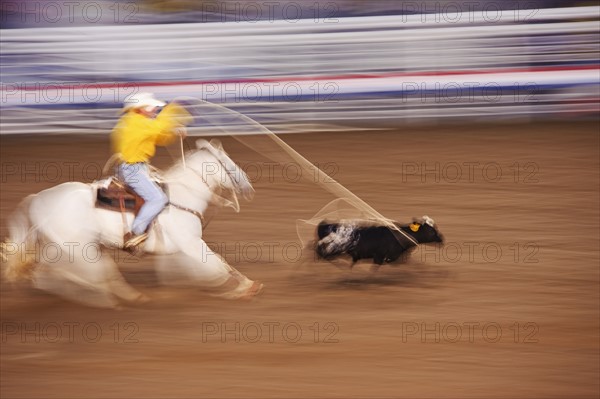 Calf roping