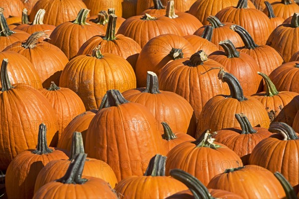 Pumpkins