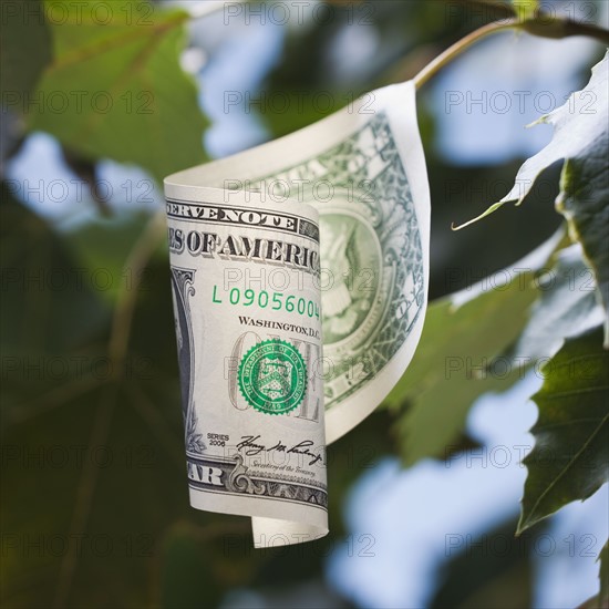 American currency growing on tree