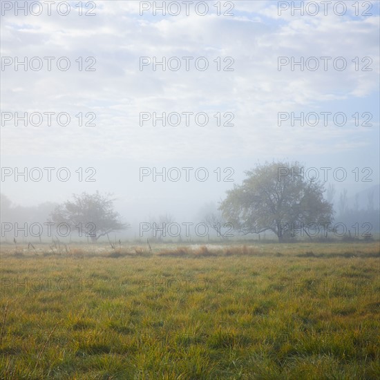 Fog in field