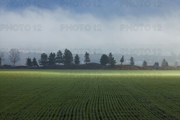 Wheat field