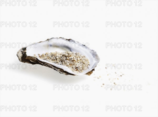 Oyster shell