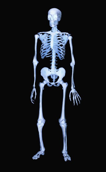 Skeleton