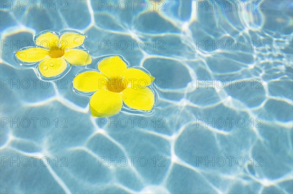 Flowers floating in pool
