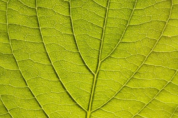 Leaf