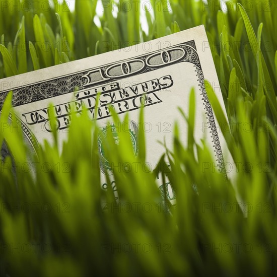 100 dollar bill in grass