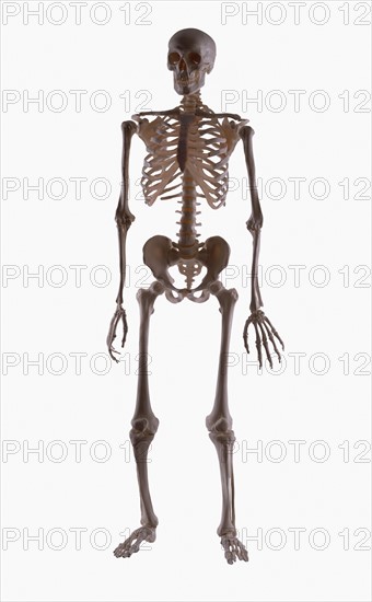 Skeleton