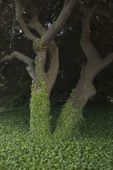 Tree covered in ivy