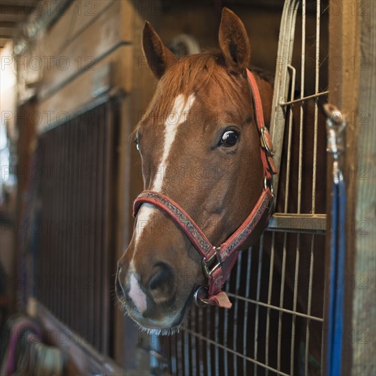 Horse in stall.