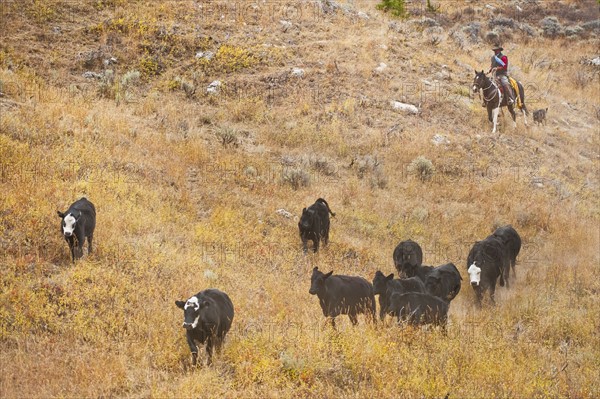 Cowboy herding cattle.